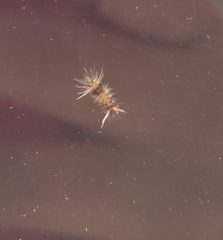 Diaphania hyalinata
