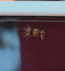 Diaphania hyalinata