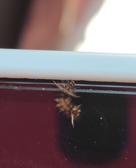 Diaphania hyalinata