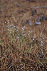 Polygonum californicum