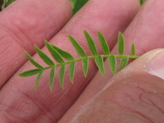 Polemonium acutiflorum