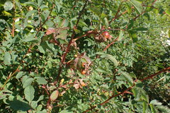 Rosa nutkana