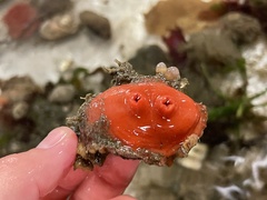 Cnemidocarpa finmarkiensis