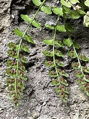 Asplenium viride