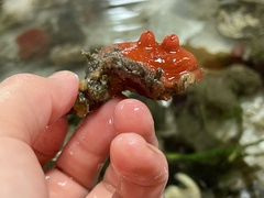 Cnemidocarpa finmarkiensis