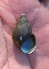 Campeloma decampi