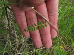 Polemonium acutiflorum