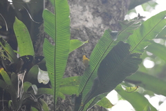 Niphidium crassifolium