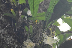 Niphidium crassifolium