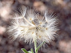 Vittadinia