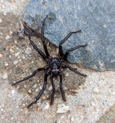 Bothriocyrtum californicum