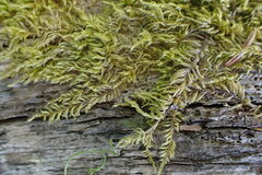 Kindbergia oregana