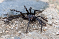 Bothriocyrtum californicum