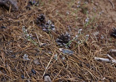 Polygonum californicum