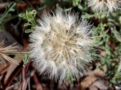 Vittadinia