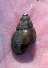 Campeloma decampi