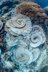 Duncanopsammia peltata