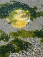 Phacellophora camtschatica