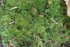 Kindbergia oregana