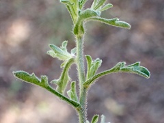 Vittadinia