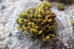 Plenogemma phyllantha