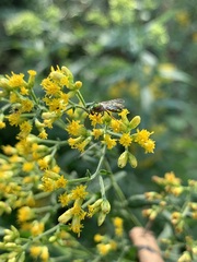 Halictidae