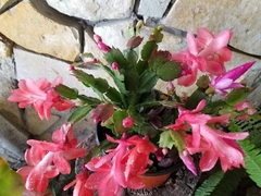 Schlumbergera