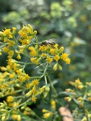 Halictidae