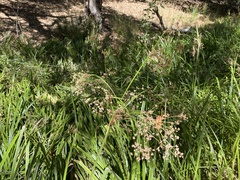 Scirpus microcarpus