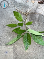 Dendrocnide meyeniana