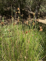 Juncus effusus