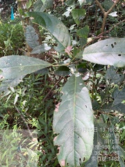 Turpinia formosana