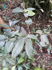 Turpinia formosana