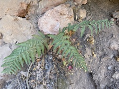 Dryopteris arguta