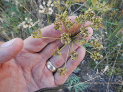 Ligusticum grayi