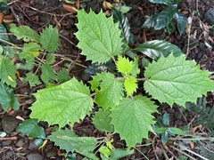 Urtica thunbergiana