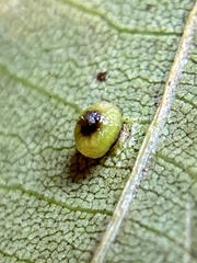 Caryomyia caryae