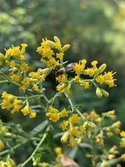 Halictidae