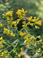 Halictidae