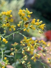 Halictidae