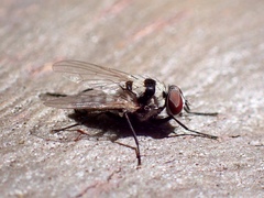 Anthomyia