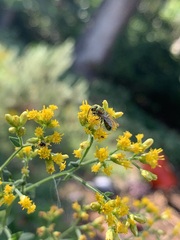 Halictidae