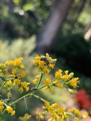 Halictidae