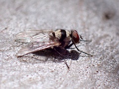 Anthomyia