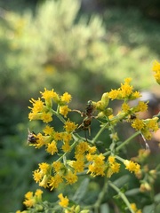 Halictidae