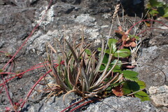 Plantago maritima