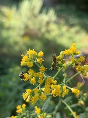 Halictidae