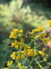 Halictidae