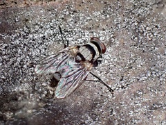 Anthomyia