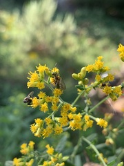 Halictidae